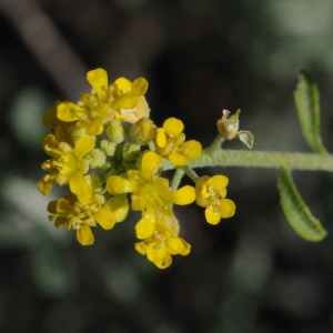Photographie n°2200614 du taxon Alyssum serpyllifolium Desf. [1799]