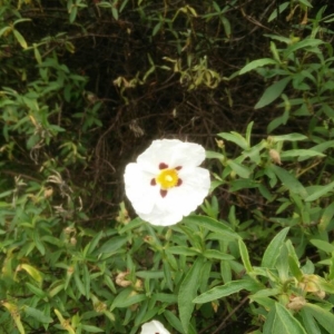 Photographie n°2200615 du taxon Cistus ladanifer L. [1753]