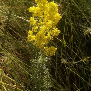 Photographie n°2200620 du taxon Galium verum L. [1753]