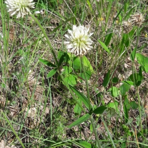 Photographie n°2200654 du taxon Trifolium montanum L. [1753]