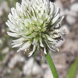 Photographie n°2200655 du taxon Trifolium montanum L. [1753]