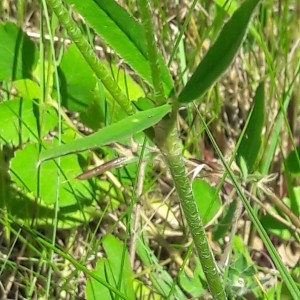 Photographie n°2200656 du taxon Trifolium montanum L. [1753]