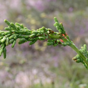 Photographie n°2200664 du taxon Lactuca serriola L. [1756]