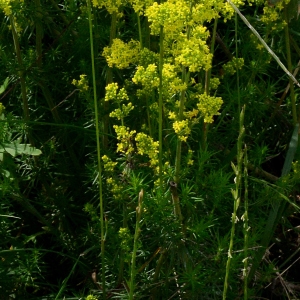 Photographie n°2200670 du taxon Galium verum L. [1753]