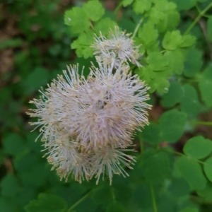 Photographie n°2200677 du taxon Thalictrum aquilegiifolium L. [1753]