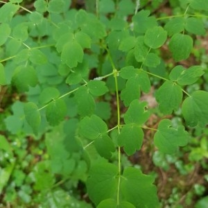 Photographie n°2200678 du taxon Thalictrum aquilegiifolium L. [1753]