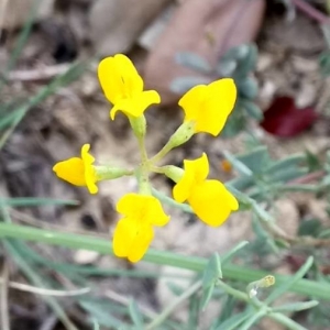 Photographie n°2200720 du taxon Coronilla minima L. [1756]