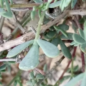 Photographie n°2200721 du taxon Coronilla minima L. [1756]