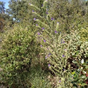 Photographie n°2200736 du taxon Echium vulgare L. [1753]