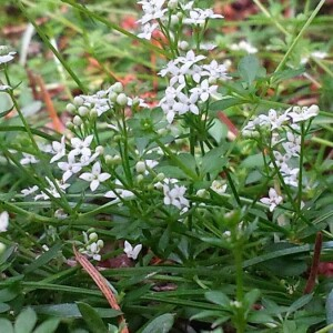 Photographie n°2200746 du taxon Galium saxatile L. [1753]