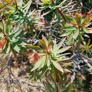 Photographie n°2200770 du taxon Euphorbia dendroides L. [1753]