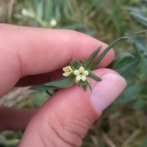 Photographie n°2200773 du taxon Lithospermum officinale L. [1753]