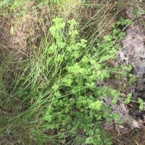 Photographie n°2200781 du taxon Origanum vulgare L. [1753]