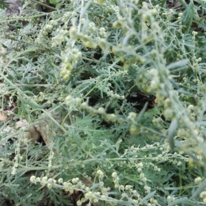 Photographie n°2200789 du taxon Artemisia absinthium L. [1753]