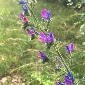 Photographie n°2200790 du taxon Echium vulgare L. [1753]