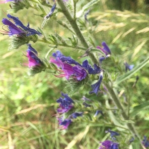 Photographie n°2200793 du taxon Echium vulgare L. [1753]