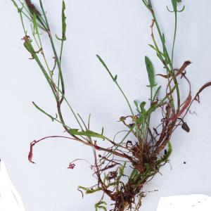 Photographie n°2200850 du taxon Rumex acetosella L. [1753]