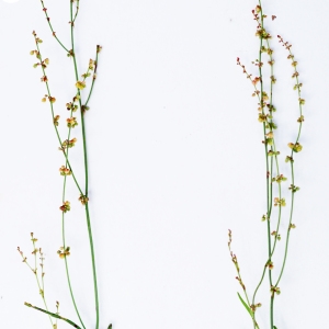 Photographie n°2200852 du taxon Rumex acetosella L. [1753]