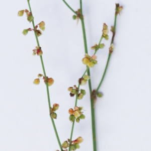 Photographie n°2200853 du taxon Rumex acetosella L. [1753]