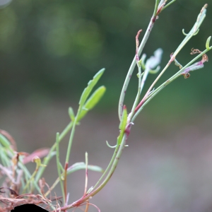 Photographie n°2200855 du taxon Rumex acetosella L. [1753]