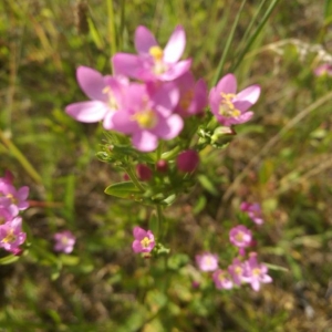 Photographie n°2200857 du taxon Centaurium erythraea Rafn [1800]