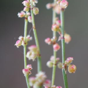 Photographie n°2200858 du taxon Rumex acetosella L. [1753]