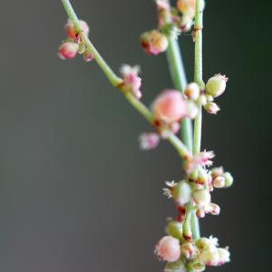 Photographie n°2200860 du taxon Rumex acetosella L. [1753]