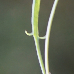 Photographie n°2200862 du taxon Rumex acetosella L. [1753]