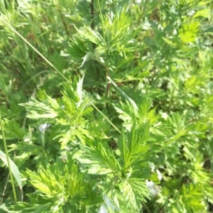 Photographie n°2200864 du taxon Artemisia vulgaris L. [1753]