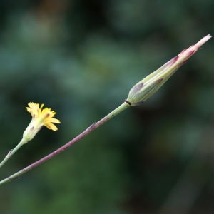 Photographie n°2200872 du taxon Hypochaeris glabra L. [1753]