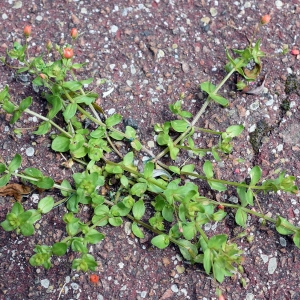 Photographie n°2200874 du taxon Lysimachia arvensis (L.) U.Manns & Anderb. [2009]