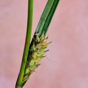 Photographie n°2200891 du taxon Carex hirta L. [1753]