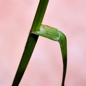 Photographie n°2200892 du taxon Carex hirta L. [1753]