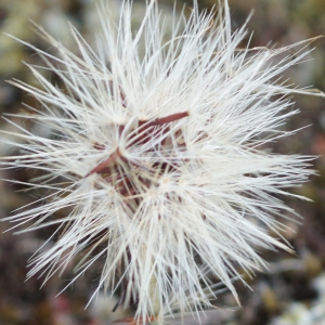 Photographie n°2200894 du taxon Hypochaeris glabra L. [1753]