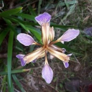 Photographie n°2200907 du taxon Iris foetidissima L. [1753]