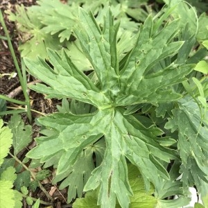 Photographie n°2200910 du taxon Aconitum lycoctonum L. [1753]