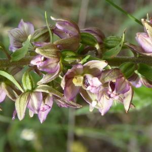 Photographie n°2200912 du taxon Epipactis helleborine (L.) Crantz [1769]