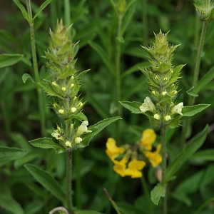 Photographie n°2200920 du taxon Sideritis hyssopifolia L. [1753]