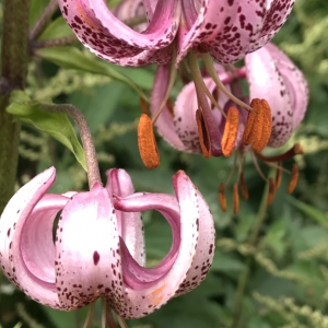 Photographie n°2200928 du taxon Lilium martagon L.