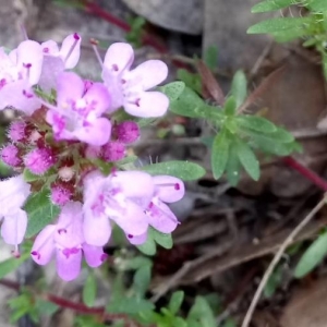 Photographie n°2200944 du taxon Thymus serpyllum L. [1753]