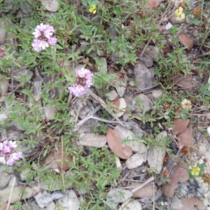 Photographie n°2200946 du taxon Thymus serpyllum L. [1753]