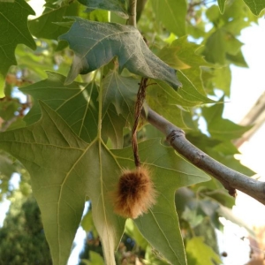 Photographie n°2200968 du taxon Platanus occidentalis L. [1753]