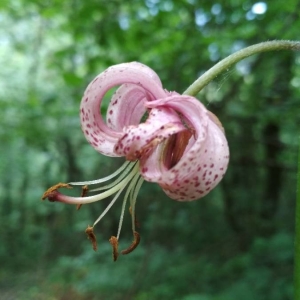 Photographie n°2200981 du taxon Lilium martagon L.