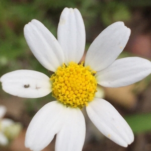 Photographie n°2201005 du taxon Asteraceae 