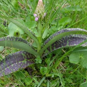  - Dactylorhiza traunsteinerioides (Pugsley) Landwehr [1975]