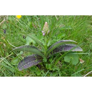 Orchis angustifolia f. schurii Klinge (Dactylorhize)