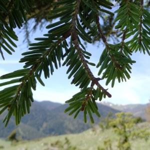 Photographie n°2201091 du taxon Abies alba Mill. [1768]