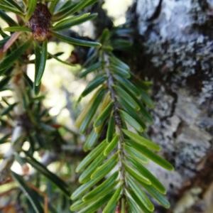 Photographie n°2201092 du taxon Abies alba Mill. [1768]