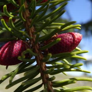 Photographie n°2201095 du taxon Picea abies subsp. abies 