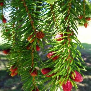 Photographie n°2201096 du taxon Picea abies subsp. abies 
